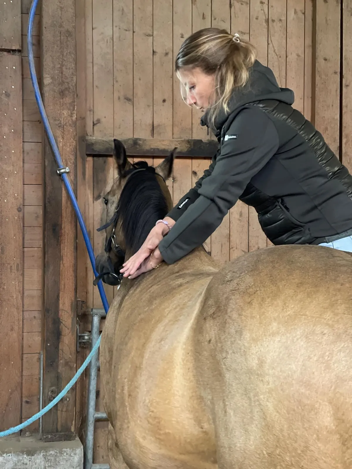 Behandlung am Widerrist eines Falben