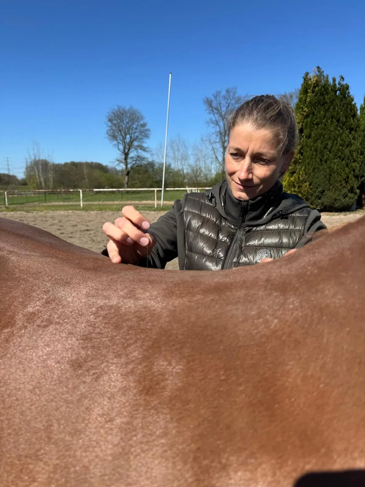 Dry Needling am Rücken eines braunen Pferdes