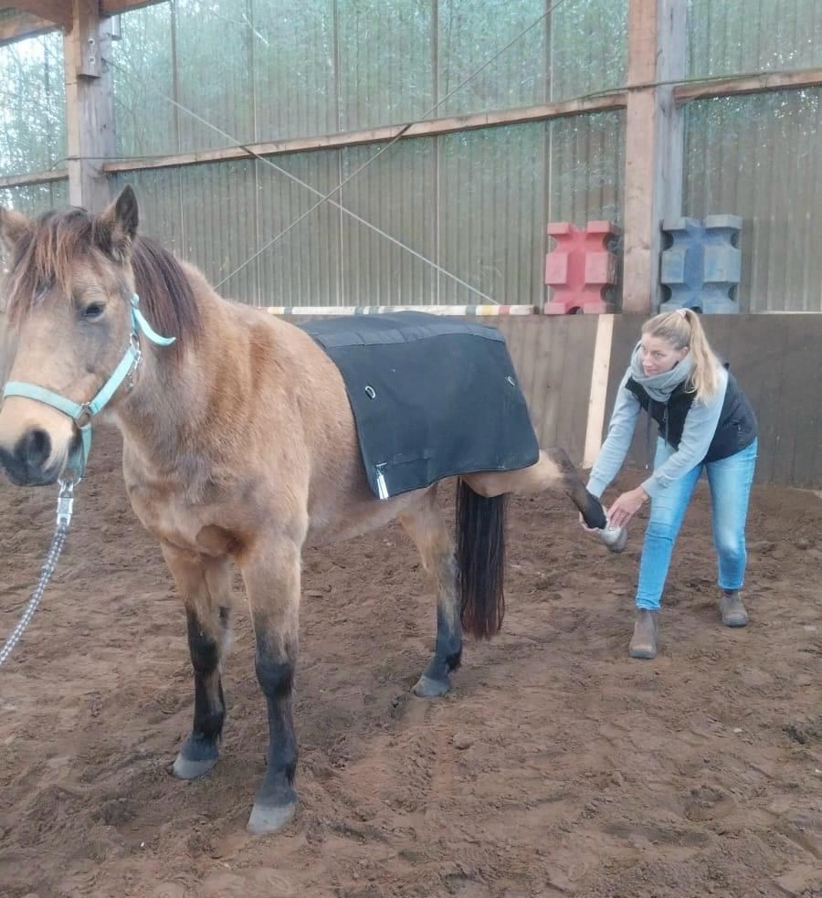 Physiotherapie an einem Pony in der Reithalle