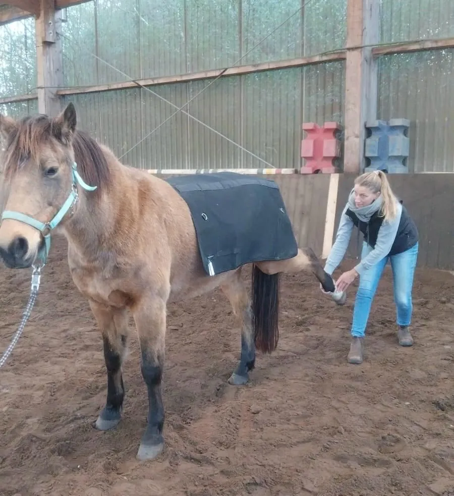 Physiotherapie an einem Pony in der Reithalle