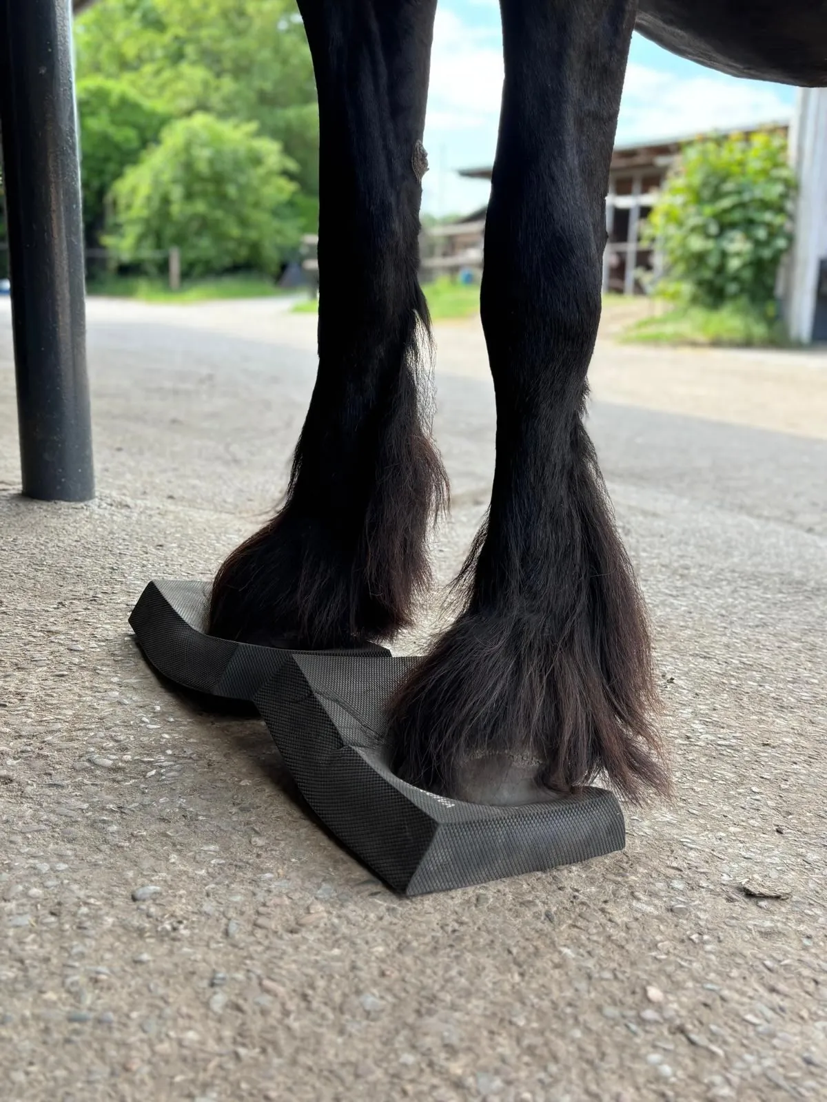 Pferdebeine auf einem Balancepad