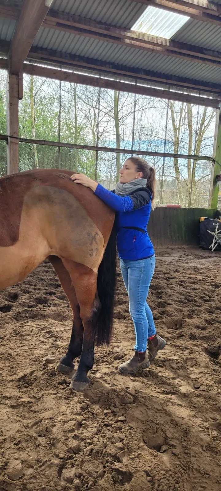 Behandlung an der Hinterhand in der Reithalle