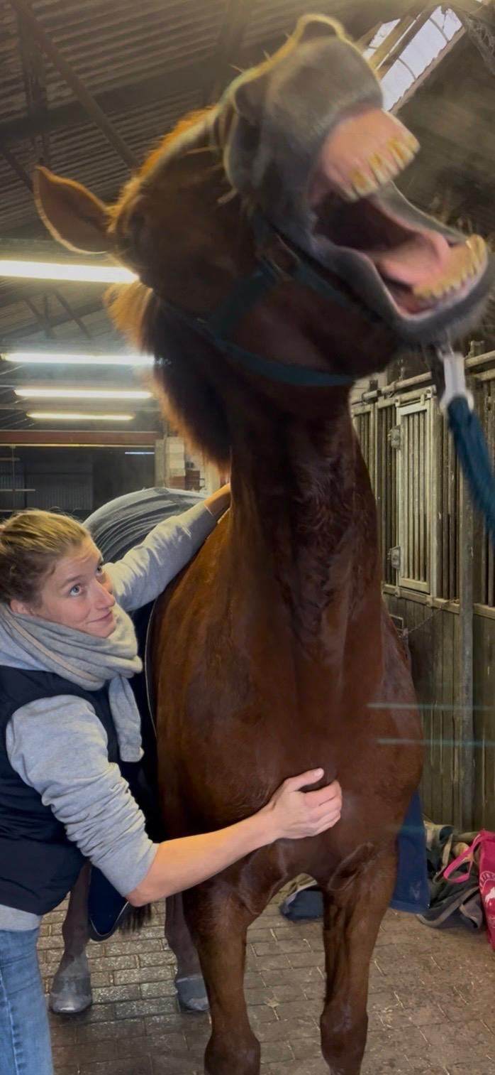 Ein Pferd gähnt entspannt während der Behandlung