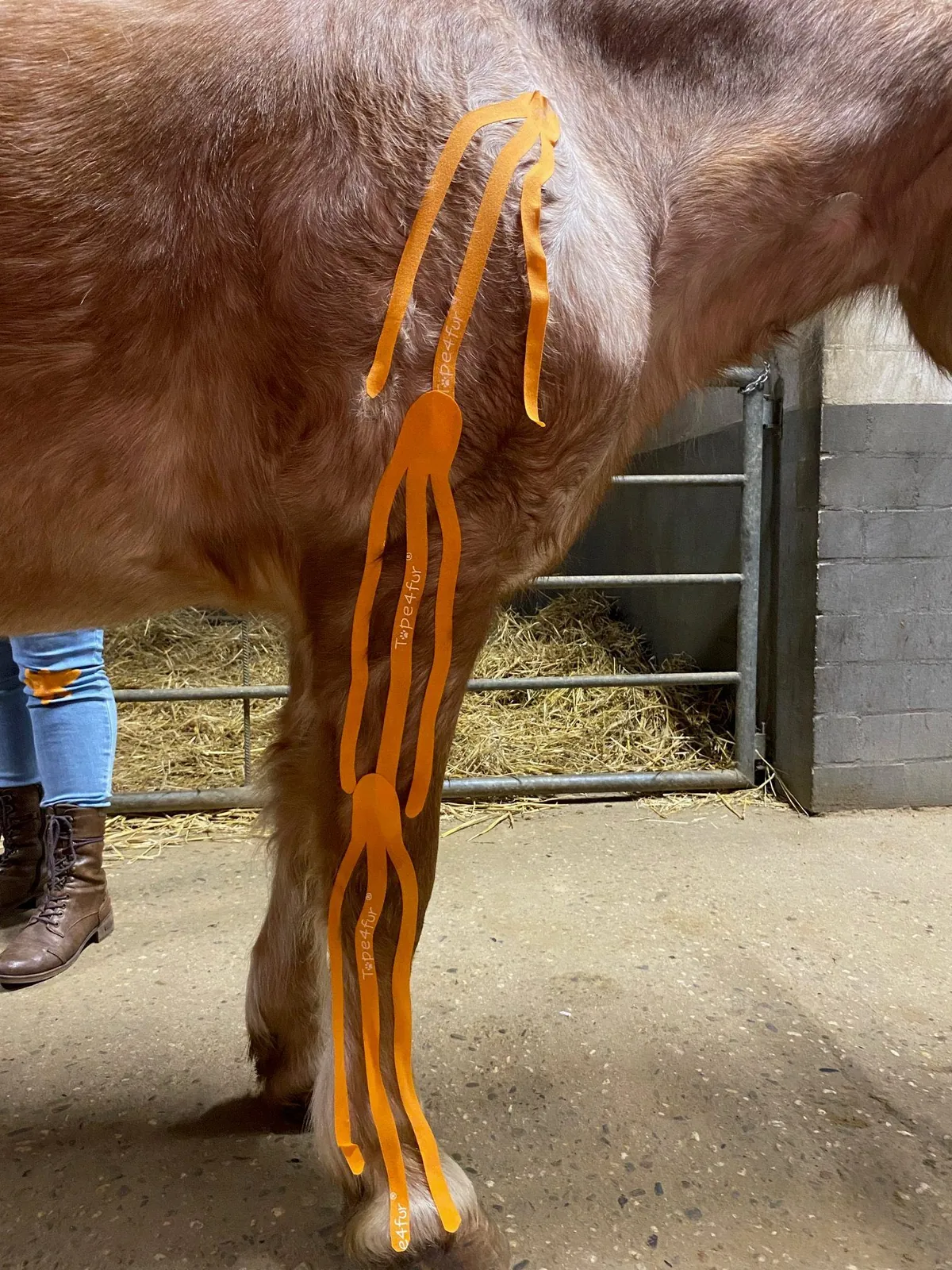 Orangefarbenes Kinesiotape an der Hinterhand eines Pferdes